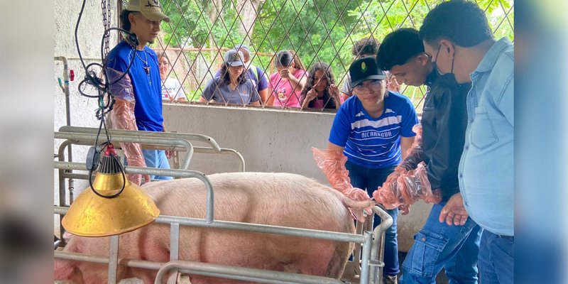 Estudiantes técnicos fortalecen habilidades en Inseminación Artificial Porcina