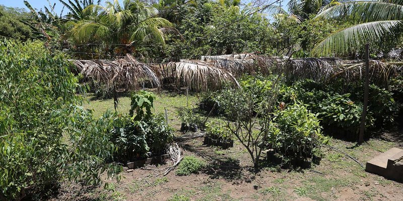 Sexta Edición de las Escuelas Técnicas de Campo en Rivas