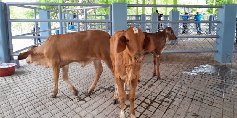 Inauguran Área Didáctica para Ganado Bovino  en Centro Técnico de Juigalpa