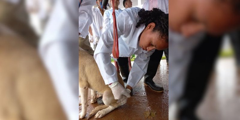 Estudiantes Técnicos de Veterinaria comparten sus aprendizajes con las familias de Nueva Guinea