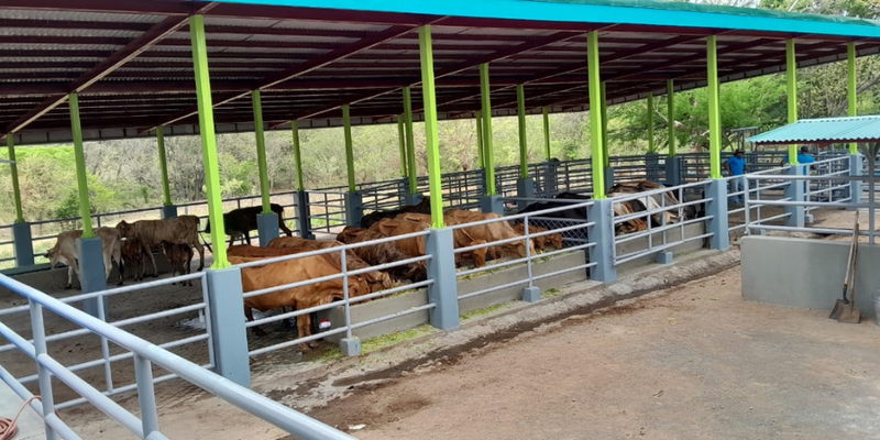 Inauguran Área Didáctica para Ganado Bovino  en Centro Técnico de Juigalpa