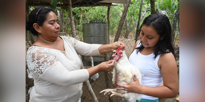 ¿Cómo un matrimonio ha mejorado la producción de aves y cerdos a través de las Escuelas Técnicas de Campo?