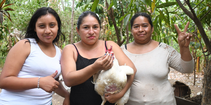 ¿Cómo un matrimonio ha mejorado la producción de aves y cerdos a través de las Escuelas Técnicas de Campo?