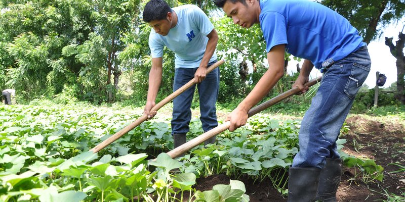 Sector Agropecuario en Nicaragua