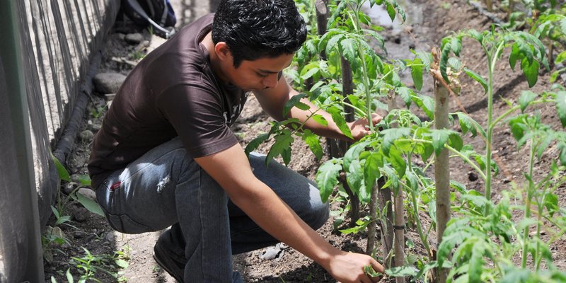 Conocé las 3 carreras del sector Agropecuario y Forestal que desearás estudiar