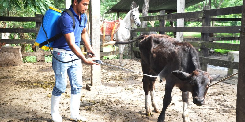 Conocé las 3 carreras del sector Agropecuario y Forestal que desearás estudiar
