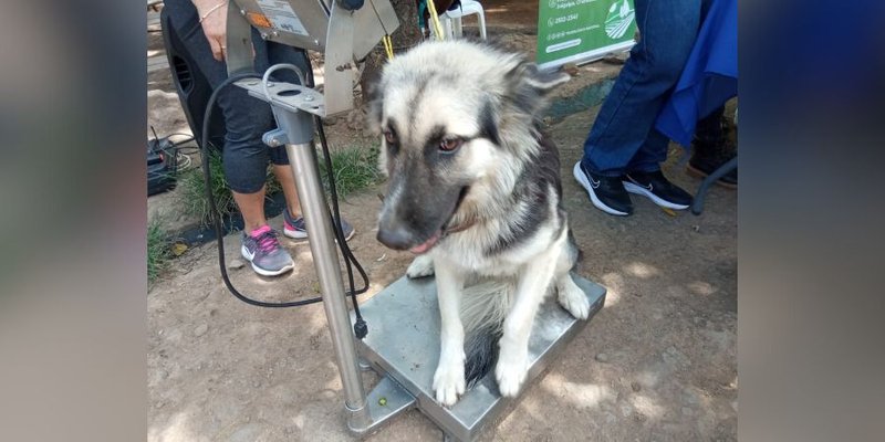 Estudiantes Técnicos de Veterinaria  desarrollan Jornada de Sanidad Animal en Juigalpa