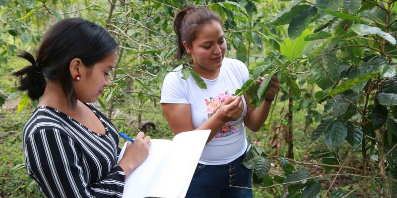 Hijos de productores fortalecen conocimientos en el rubro de café