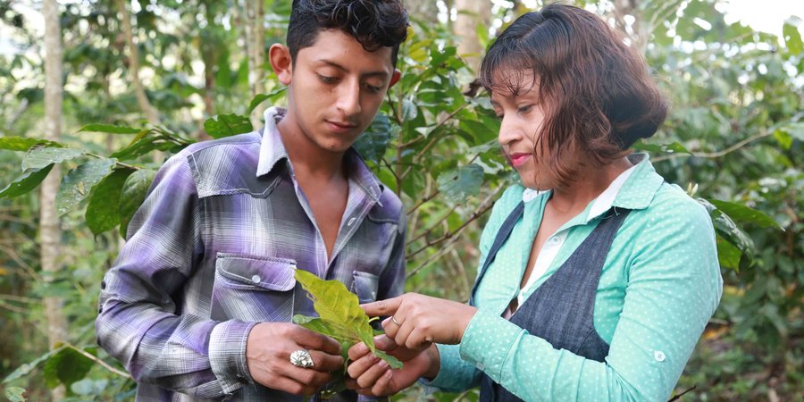Matagalpinos fortalecen conocimientos en el rubro de Café