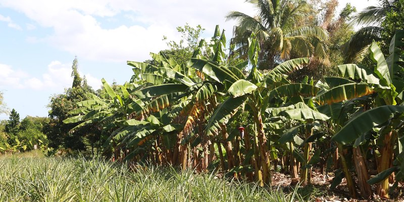 Lanzamiento de Programa Nacional de Educación Técnica en el Campo “Augusto C. Sandino”