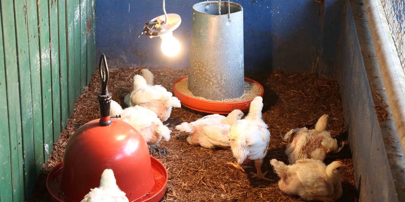 La educación técnica profesional como opción de desarrollo para la mujer en el campo