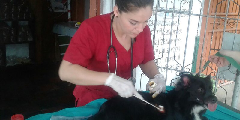 El amor por los animales