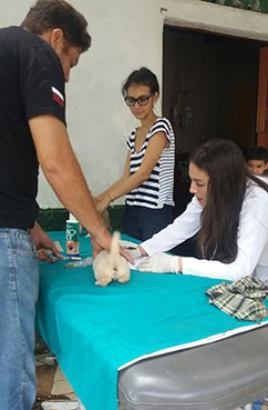El amor por los animales
