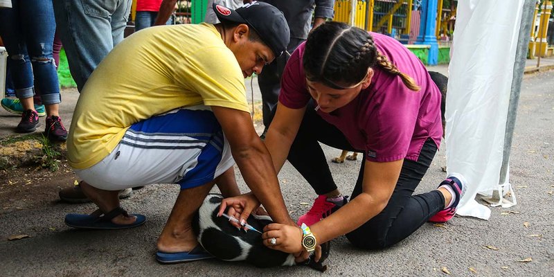 TECNacional - Realizan jornada de vacunación canina en San Isidro