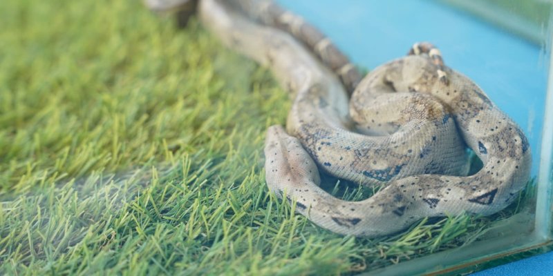 Lanzan Feria Nacional de Innovación Ecológica “ECOTON 2026”