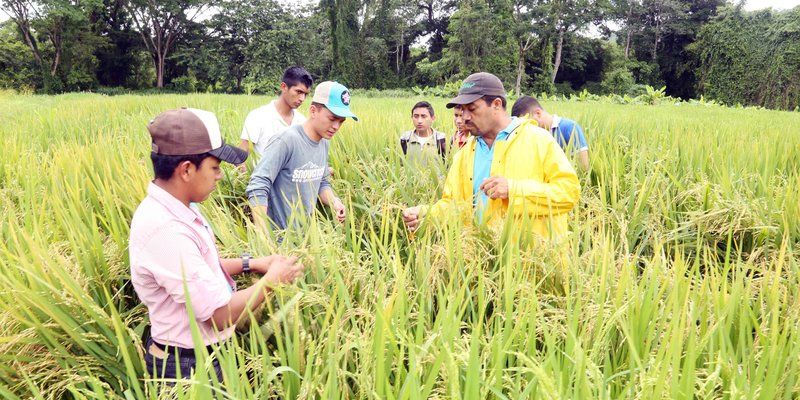 Variedad de Cultivos en las unidades de producción del Centro Tecnológico de Muy Muy