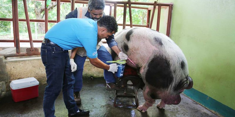 TECNacional - Docentes se capacitan en la técnica de procesamiento de semen porcino