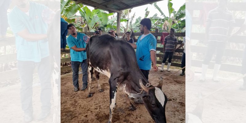 Ganaderos aprenden técnicas de inseminación artificial a través de las Escuelas Técnicas de Campo