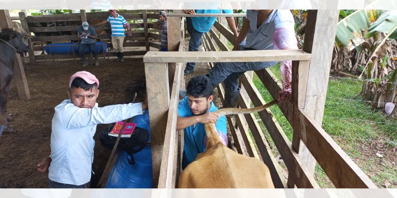Ganaderos aprenden técnicas de inseminación artificial a través de las Escuelas Técnicas de Campo