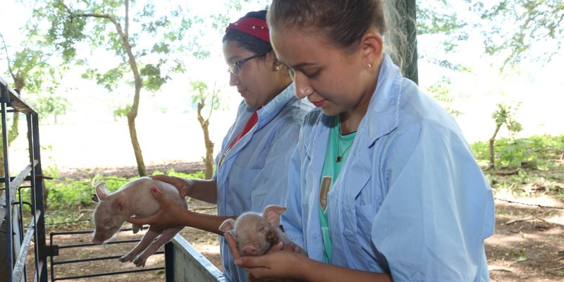 Inauguran Unidad didáctica de inseminación artificial porcina en El Sauce