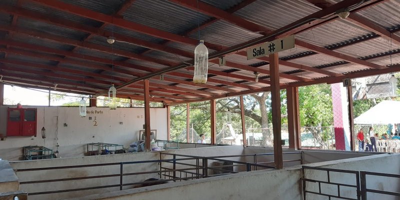 Nueva Unidad Didáctica de Inseminación Porcina para estudiantes de Chontales