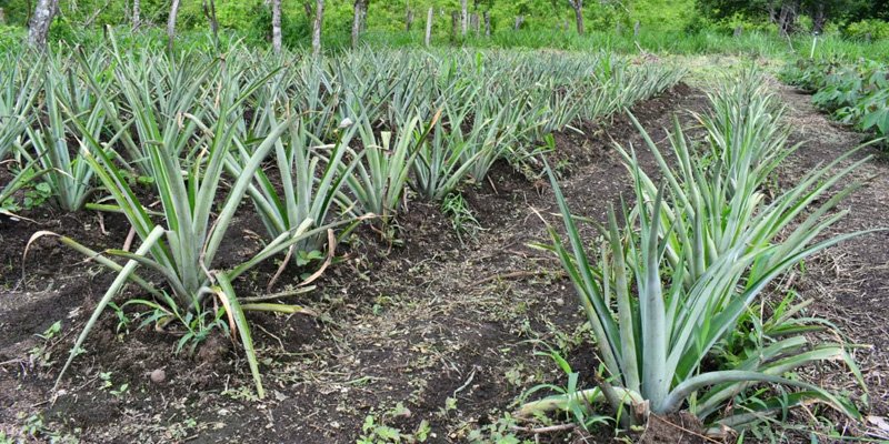 Gobierno Sandinista entrega Centro Tecnológico a comunidad de San Miguelito para la formación agropecuaria