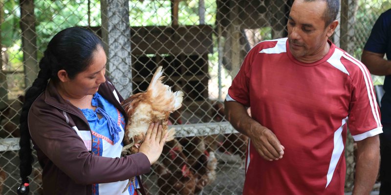 Productores de El Sauce intercambian conocimientos sobre producción avícola y porcina