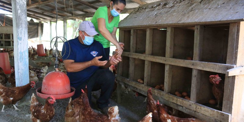 Productores de El Sauce intercambian conocimientos sobre producción avícola y porcina