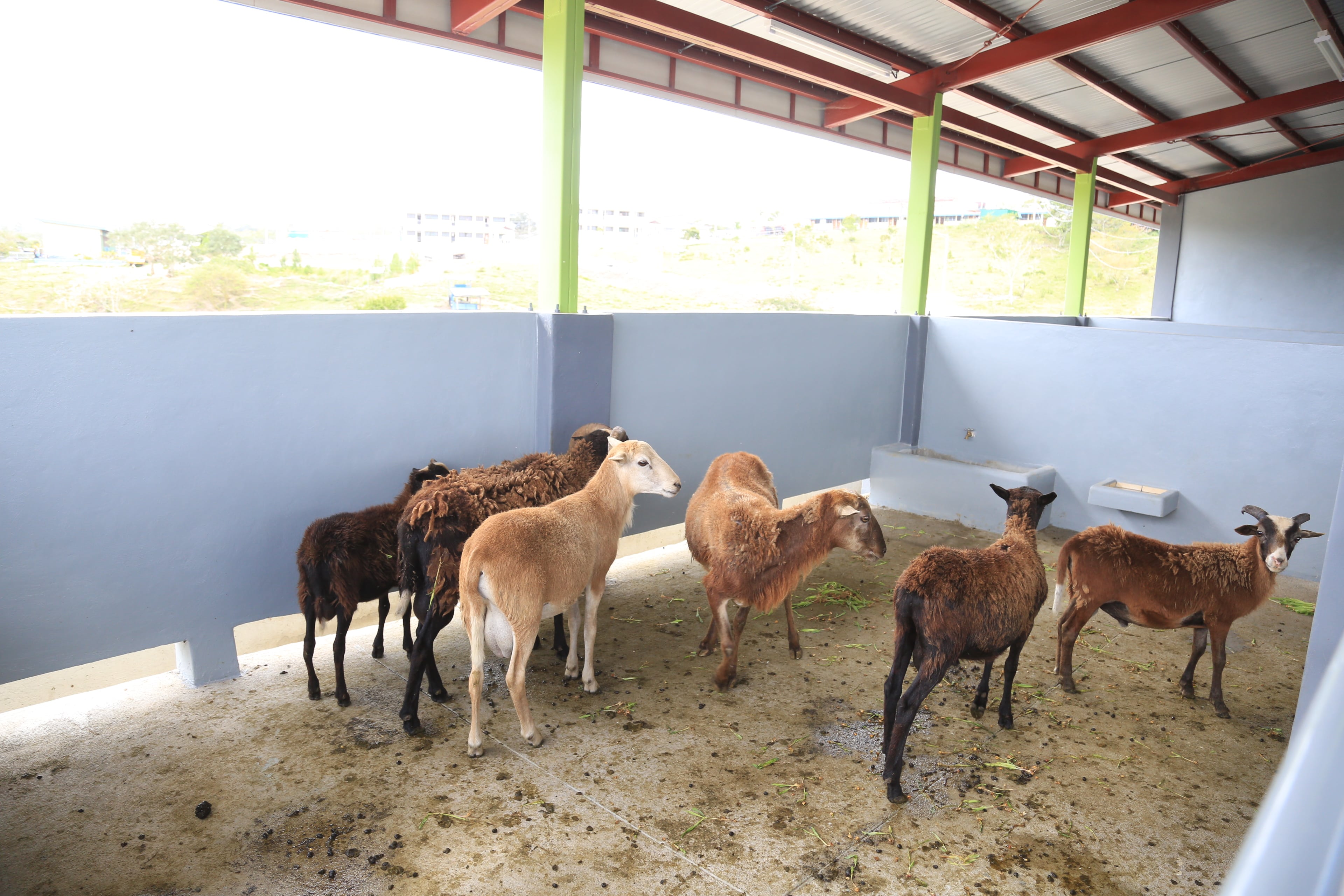 Granja Peli buey