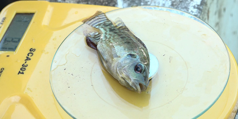 Un pescado sobre una pesa amarilla